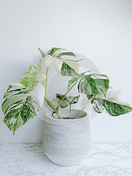 Monstera albo borsigiana or variegated monstera, full plant in a planter against a white background photo