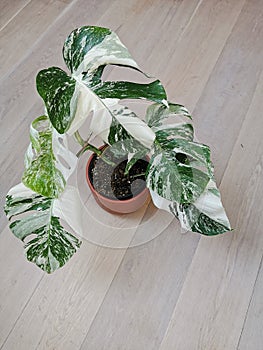 Monstera albo borsigiana or variegated monstera, full plant in a planter on a wooden floor photo