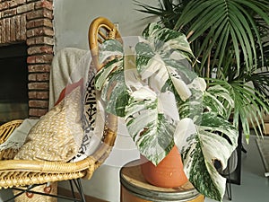 Monstera albo borsigiana or variegated monstera houseplant. Highly variegated full plant in an urban jungle interior photo