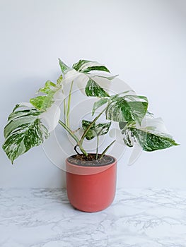 Monstera albo borsigiana or variegated monstera, full plant in a planter against a white background