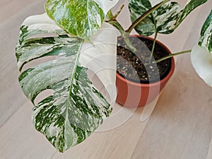 Monstera albo borsigiana or variegated monstera. Leaf closeup of a full plant in a planter on a wooden floor