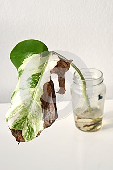 Monstera albo, cutting propagated in jar of water. photo
