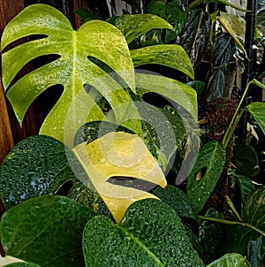 Monstera aurea