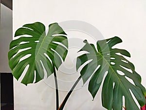 Monstera with a big leaf