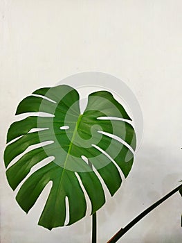 Monstera with Big leaf in room