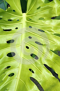 Monstera ceriman