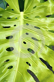 Monstera ceriman photo