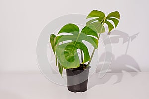 Monstera delicacy in a black pot on a white background.