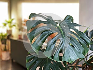 Monstera deliciosa