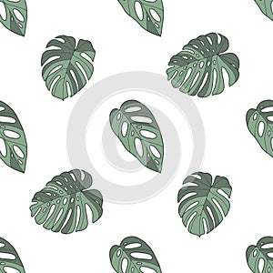Monstera deliciosa, acuminata and obliqua windowleaf tropical plant seamless pattern on white background