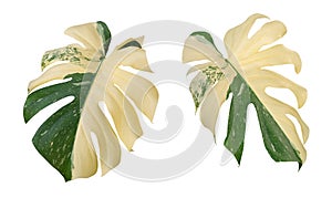 Monstera Deliciosa Albo Variegata leaves, tropical plant evergreen vine isolated on white background photo