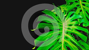 Monstera deliciosa, the ceriman or swiss cheese plant, green leaf background with copy space photo