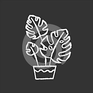 Monstera deliciosa chalk white icon on black background. Swiss cheese plant. Philodendron. Indoor tropical plant with