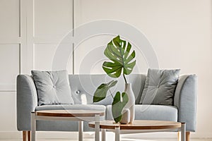 Monstera deliciosa on coffee table and grey sofa in a simple living room interior