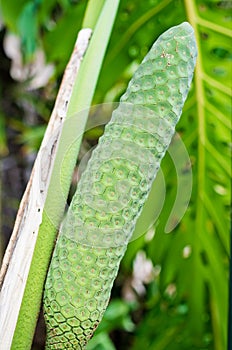 Monstera deliciosa - fruit of philodendron