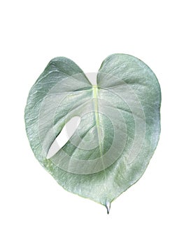 Monstera deliciosa green color new leaf baby leaf isolated on white background clean hipster decorative for craft card poster