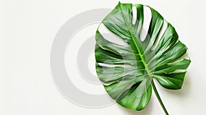 Monstera Deliciosa: Green Leaf in Natural Style on Pure Background. Minimalist Art: Green Monstera Deliciosa Leaf on White