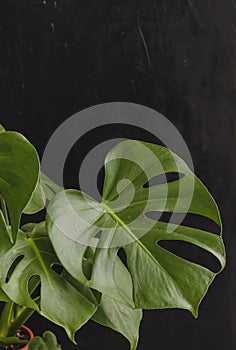 Monstera deliciosa green leaves close up