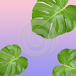 Monstera deliciosa green leaves. Tropical foliage plants isolated on pink purple background