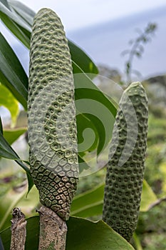 Monstera deliciosa green ripening fruits on a shrub, Madeira