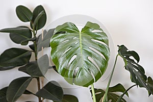 Monstera deliciosa. Green Tropical Leafs home interior decoration. Big exotic Leafy lush Plants on white wall background, urban