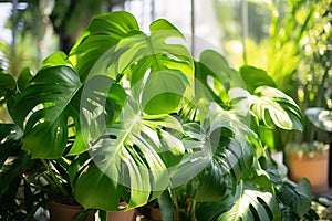 Monstera Deliciosa houseplant in shop or house with many plants in blurry background