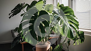 Monstera Deliciosa Large - Towering Gravity-Defying Foliage - A Charming Focal Point for Decorating Spaces with Big Personality