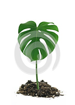 Monstera Deliciosa Leaf in dirt photo