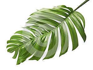 Monstera deliciosa leaf isolated on white background photo