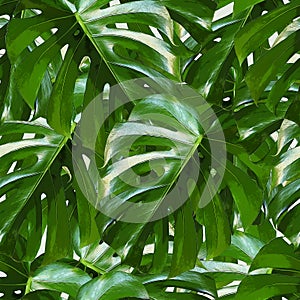 Monstera Deliciosa leaf seamless pattern. Tropical background with jungle plants. Green exotic pattern with palm leaves photo