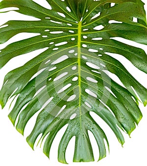 Monstera deliciosa leaf or Swiss cheese plant isolated on a white background