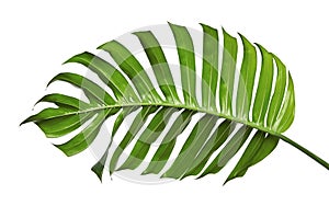 Monstera deliciosa leaf or Swiss cheese plant, isolated on white background