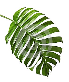 Monstera deliciosa leaf or Swiss cheese plant, isolated on white background