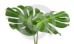 Monstera deliciosa leaf or Swiss cheese plant, isolated on white background, with clipping path