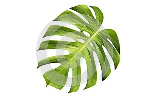 Monstera deliciosa leaf or Swiss cheese plant, isolated on white background, with clipping path