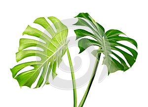 Monstera deliciosa leaf or Swiss cheese plant, isolated on white background, with clipping path