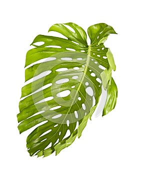 Monstera deliciosa leaf or Swiss cheese plant, isolated on white background, with clipping path