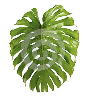 Monstera deliciosa leaf or Swiss cheese plant, isolated on white background