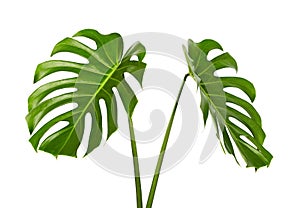 Monstera deliciosa leaf or Swiss cheese plant, Tropical foliage isolated on white background