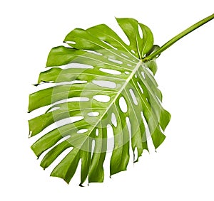 Monstera deliciosa leaf or Swiss cheese plant, Tropical foliage isolated on white background