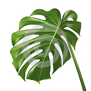 Monstera deliciosa leaf or Swiss cheese plant, Tropical foliage isolated on white background