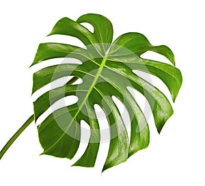 Monstera deliciosa leaf or Swiss cheese plant, Tropical foliage isolated on white background