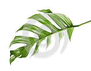 Monstera deliciosa leaf or Swiss cheese plant, Tropical foliage isolated on white background, with clipping path