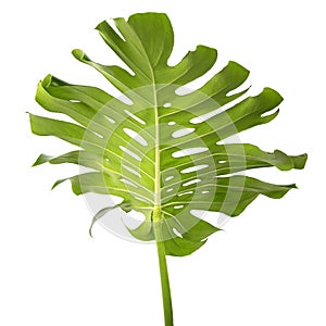 Monstera deliciosa leaf or Swiss cheese plant, Tropical leaves isolated on white background, with clipping path