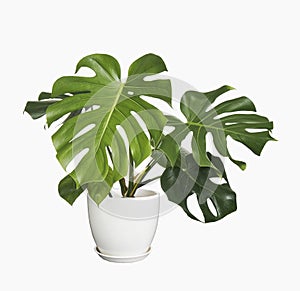 Monstera deliciosa leaf or Swiss cheese plant in white pot, isolated on white background, with clipping path