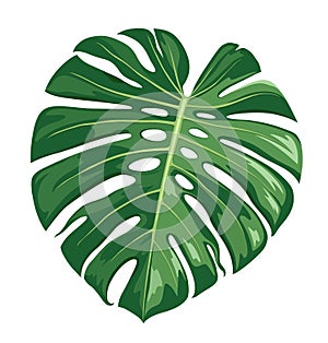Monstera Deliciosa leaf vector, realistic design isolated on white background