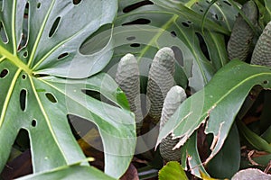 Monstera deliciosa leaves. Exotic rugged big green rainforest plant