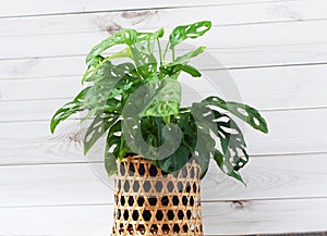 Monstera deliciosa and Monstera Monkey Mask in woven bamboo pots