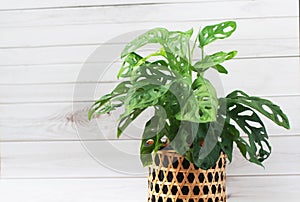 Monstera deliciosa and Monstera Monkey Mask in woven bamboo pots