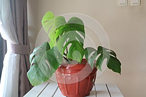 Monstera Deliciosa the most favorite plant house ever